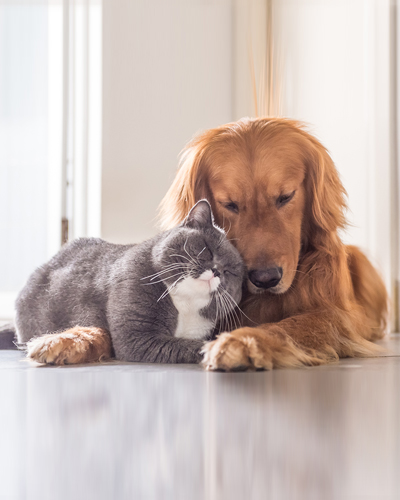 Animale de companie